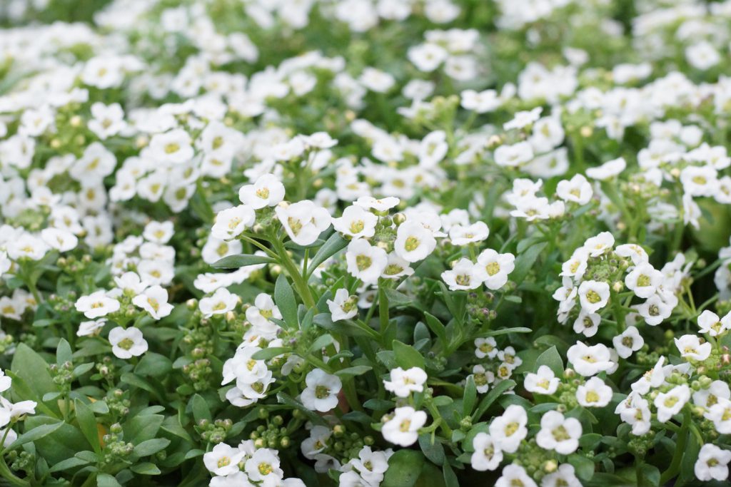白くて小さなアリッサムで庭を一面花の絨毯に キラキラマーケット