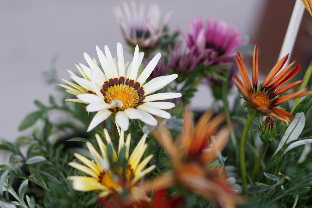 ガザニアは陽を浴びて大輪の花を咲かせる キラキラマーケット
